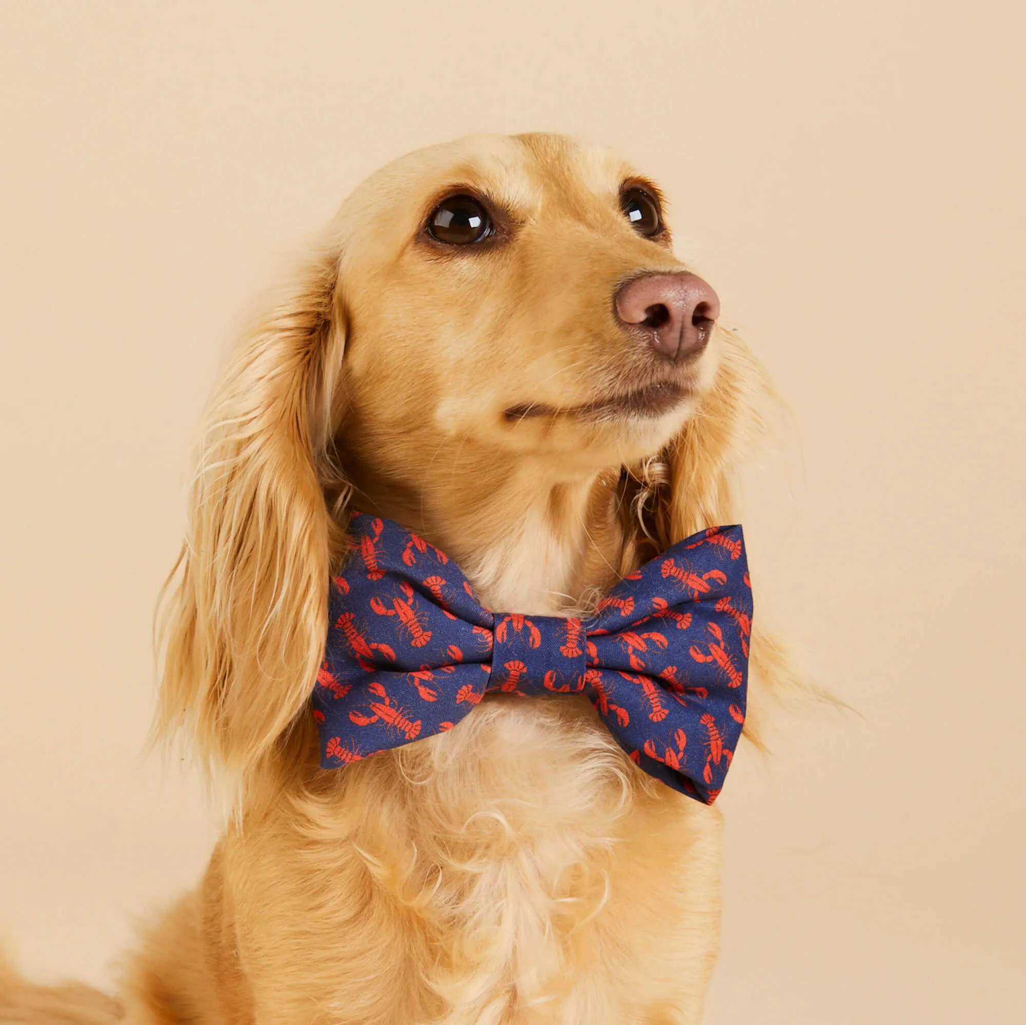 Catch of the Day Bow Tie Collar