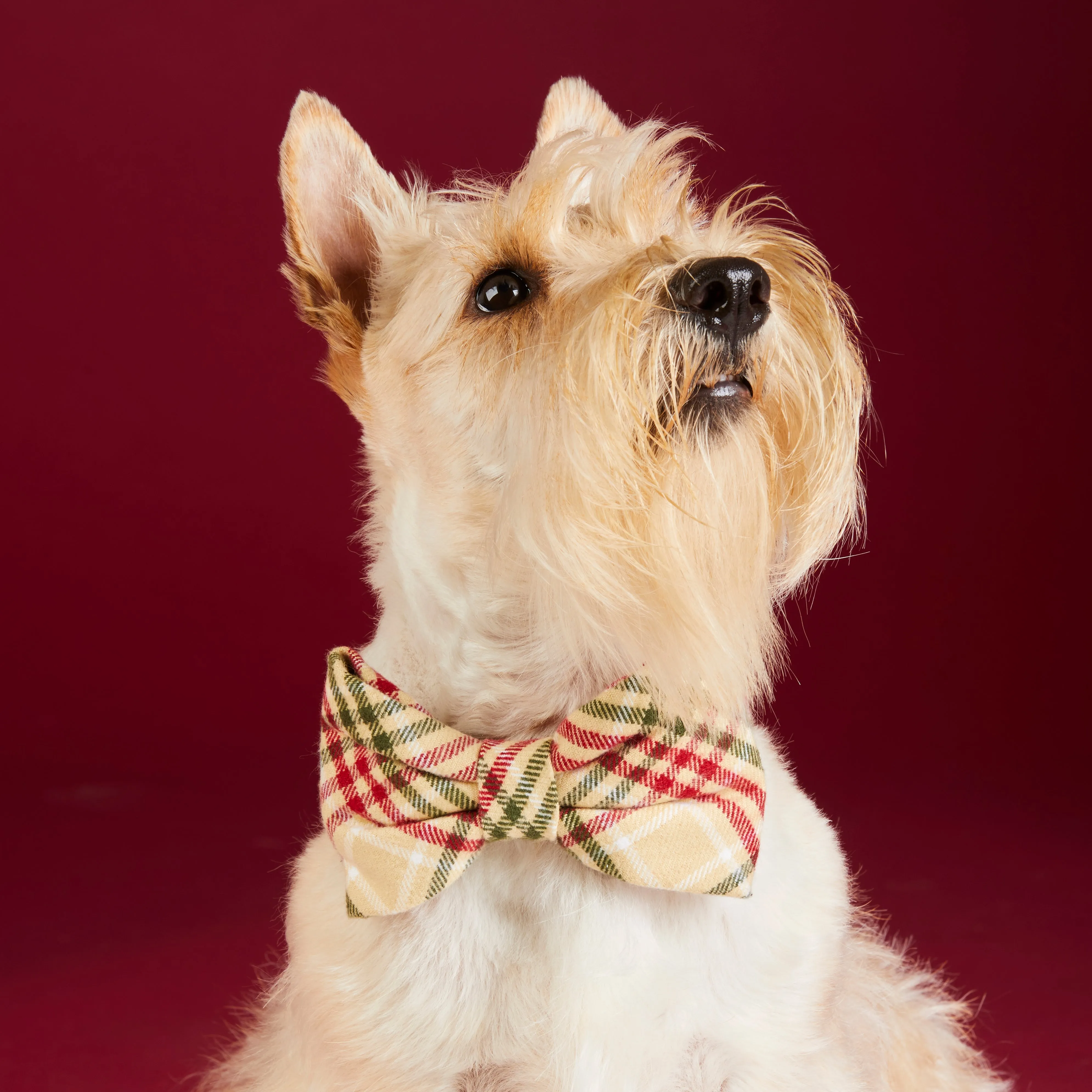 Eggnog Plaid Flannel Bow Tie Collar