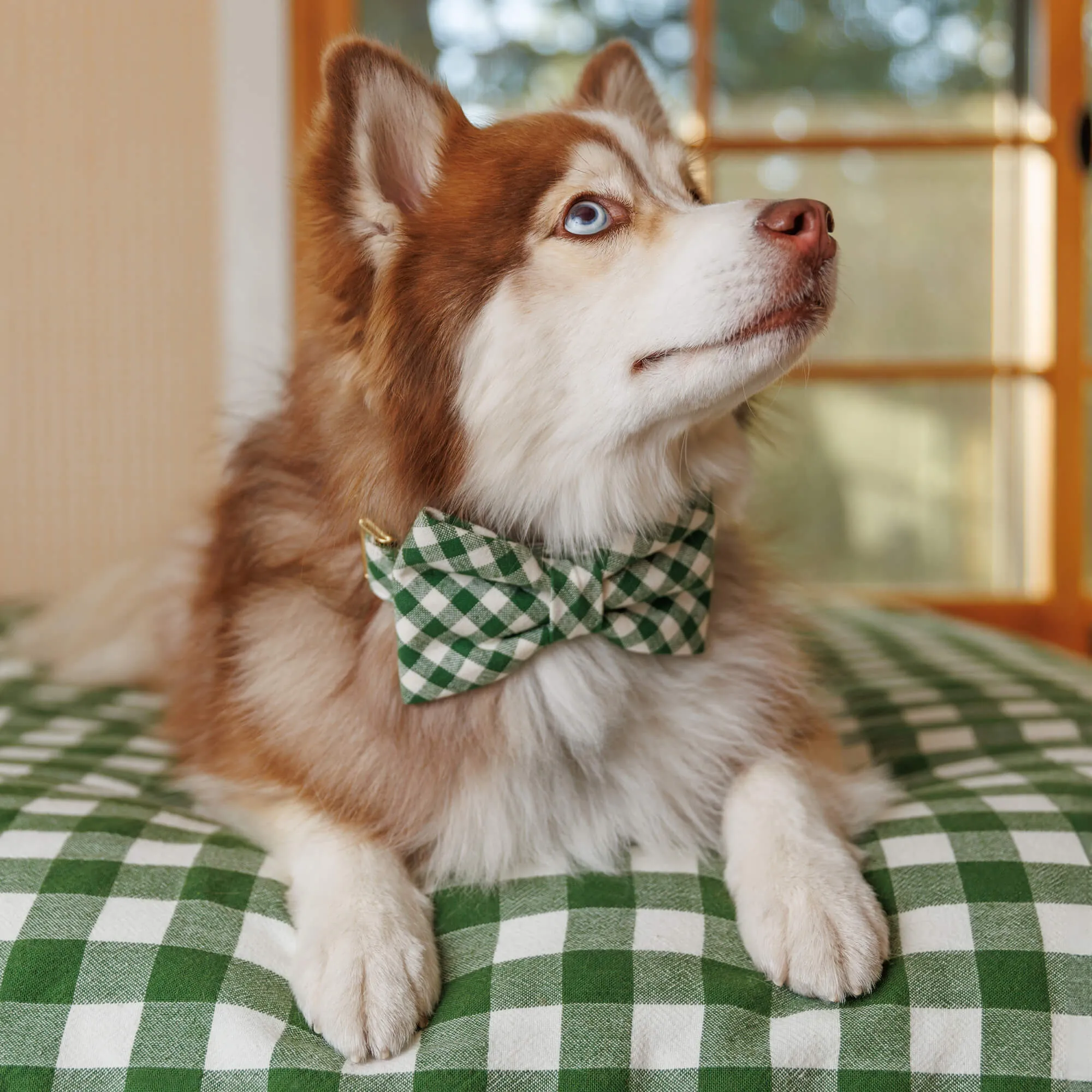 Heather Taylor Home x TFD Mini Gingham Hunter Green Bow Tie Collar