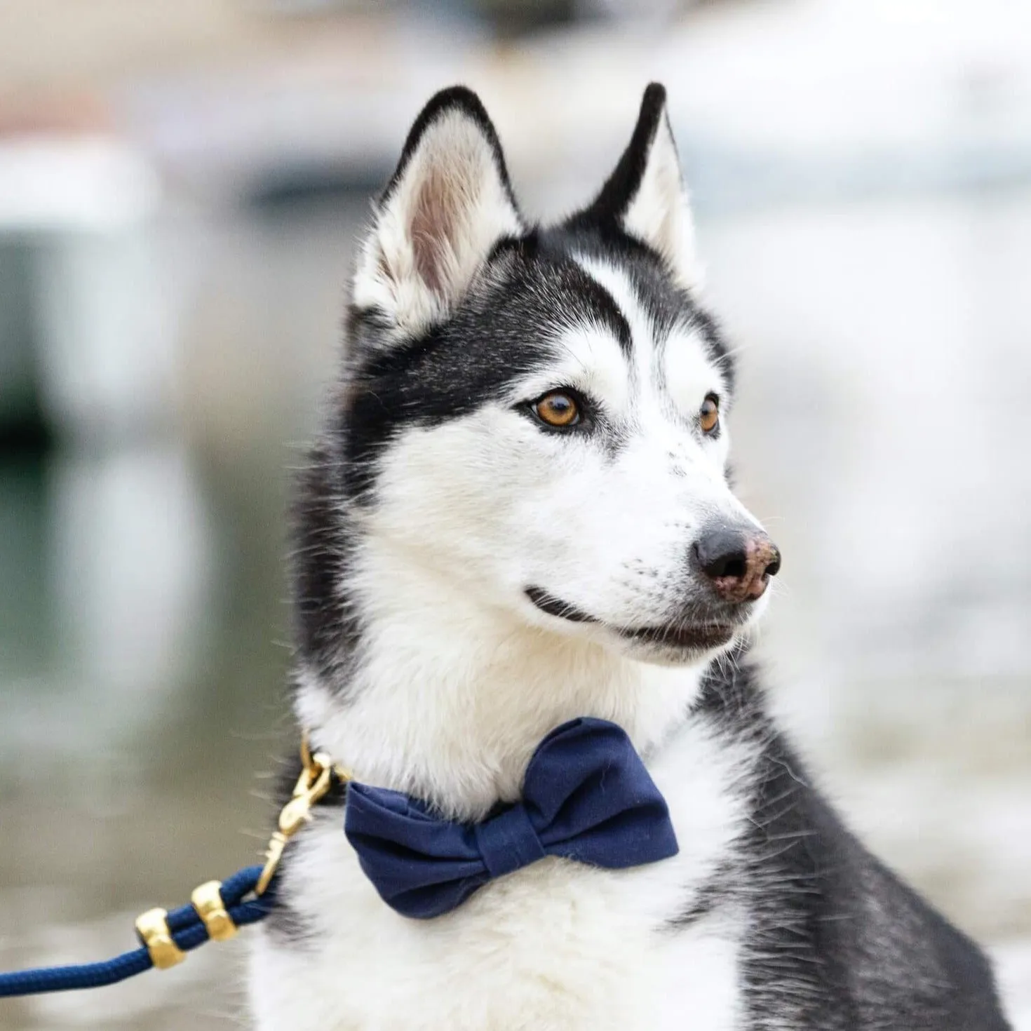 Ocean Bow Tie Collar